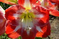 Flowers in the Montjuic Botanical Gardens