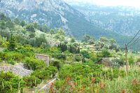 Strolling through the countryside of Fornalutx on the "piedra seca" - a dry stone pathway through the region