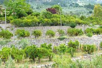 Terraced orange groves