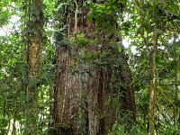 A type of ficus tree