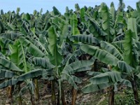 Passing a banana plantation