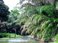 Sceenes along the Rio Tortuguero