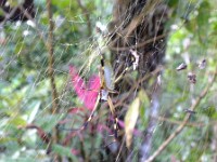 Sam the spider greeting us in the morning