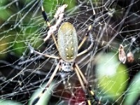 Sam is a golden orb web spider