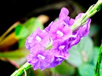 Flowers on the grounds