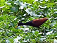 A Northern Jacana searching for food