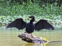 An Anhinga sunning itself