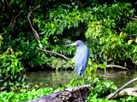 A little blue heron