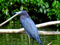 Arrival and the Tortuguero Region