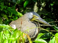 A bare-throated tiger heron