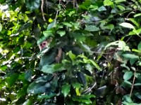 Squirrel monkey in the trees