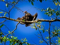 A lesser yellow headed vulture