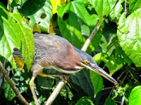 A green heron