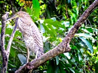 A  fasciated tiger heron