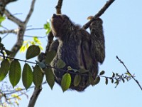 "Sid" the sloth putting on a show for us