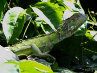 A green ctenosaur iguana