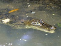 A caiman in the river