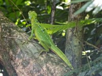 A "Jesus Christ" lizard that can "walk" on water