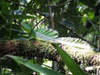 A green basilisk lizard