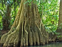 Corcovado tree roots along the banks