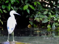 A blue tipped heron