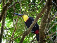 A toucan in the tree above our room