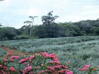 Commercial house plants are a big business in Costa Rica