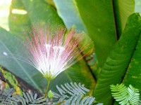 Flowers of the Mimosa tree