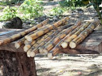 Cut sugar cane stems