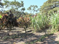 Coffee plants on the left and sugar cane on the right, the 2 main exports of Costa Rica