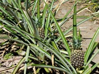 Pineapple plants