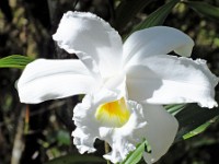 Orchids growing in the lava field