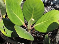 Plants found in the lava field