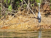 Blue heron on the shores of the lake