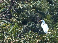 Herons populate the shores and trees around the lake