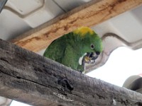 A Mealy Parrot giving us a show