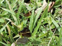 Butterflies playing in the fields