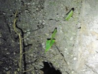 Leaf cutters on the night rain forest walking tour