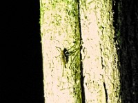 The bugs come out at night to forage