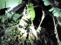 Wild bananas growing in the rain forest