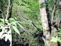 A kinkajou up in the canopy