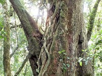 Rainforest trees with support vines