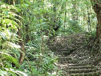 Walking through the Monteverde Cloud Forest Reserve