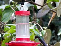 Hummingbirds putting on a show