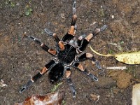 A tarantula on the forest floor