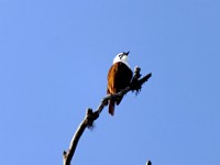 A juvenile Three-wattled Bellbird