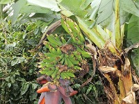 Wild bananas growing on the plantation