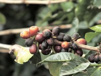 Raw coffe beans on the plant