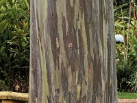 Colorful rainbow eucalyptus tree