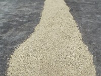 Processed coffee beans in the raw